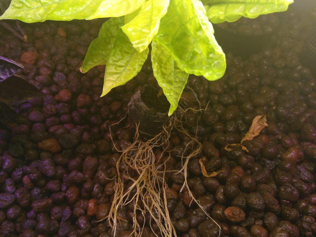 hydroponisk odling rötter